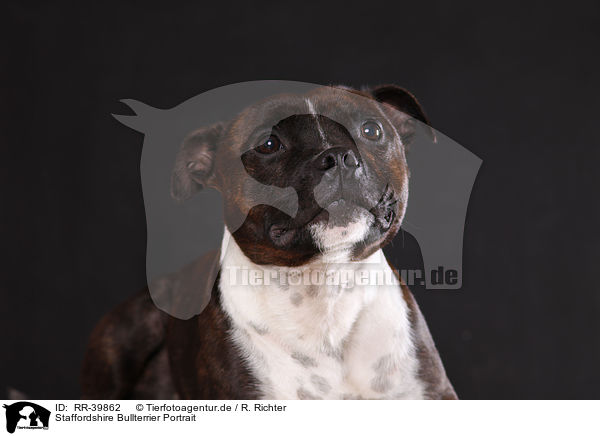 Staffordshire Bullterrier Portrait / RR-39862