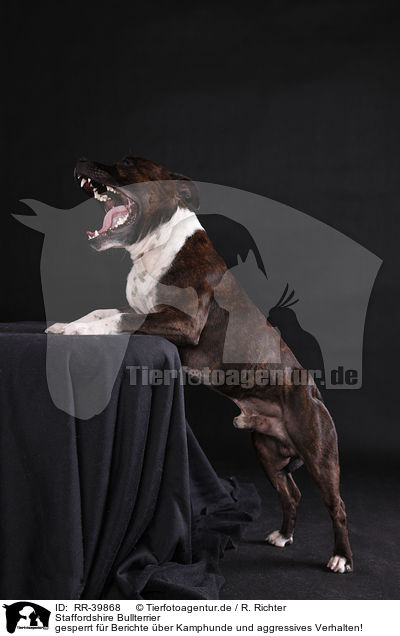 Staffordshire Bullterrier / RR-39868
