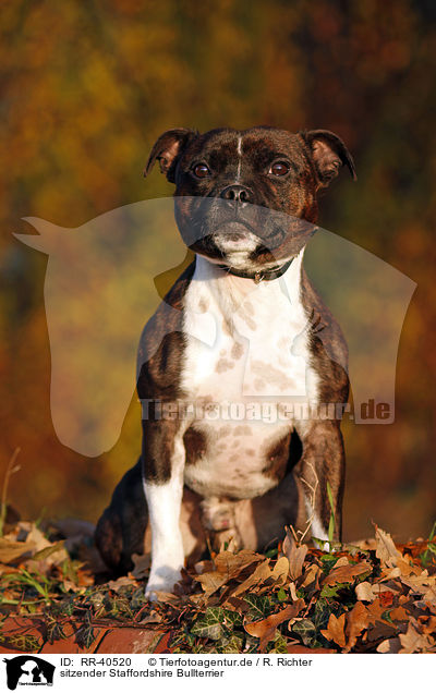 sitzender Staffordshire Bullterrier / sitting Staffordshire Bullterrier / RR-40520