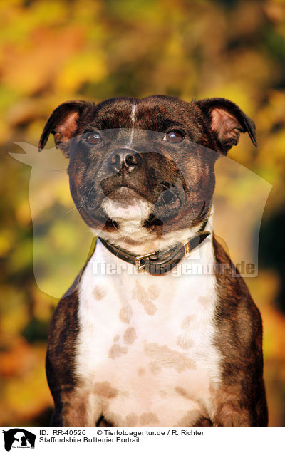 Staffordshire Bullterrier Portrait / Staffordshire Bullterrier Portrait / RR-40526