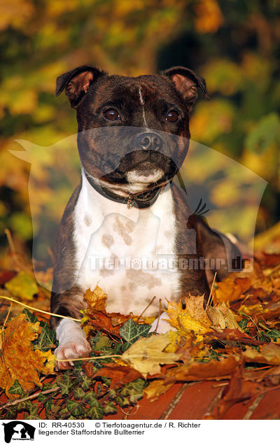 liegender Staffordshire Bullterrier / RR-40530