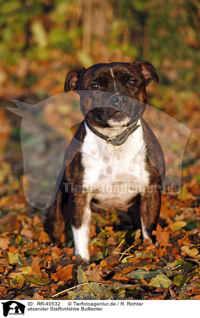 sitzender Staffordshire Bullterrier / sitting Staffordshire Bullterrier / RR-40532