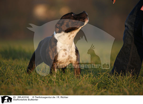 Staffordshire Bullterrier / RR-40538