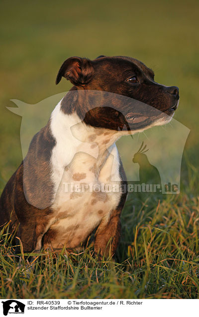 sitzender Staffordshire Bullterrier / RR-40539