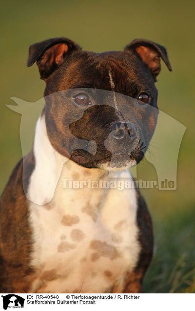 Staffordshire Bullterrier Portrait / Staffordshire Bullterrier Portrait / RR-40540