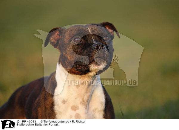 Staffordshire Bullterrier Portrait / Staffordshire Bullterrier Portrait / RR-40543