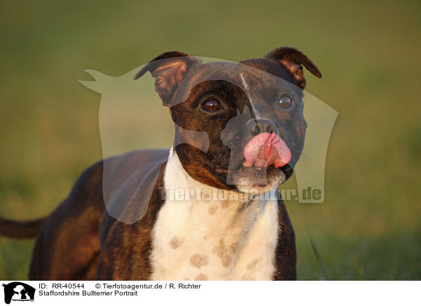 Staffordshire Bullterrier Portrait / Staffordshire Bullterrier Portrait / RR-40544