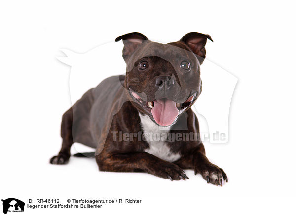 liegender Staffordshire Bullterrier / lying Staffordshire Bullterrier / RR-46112