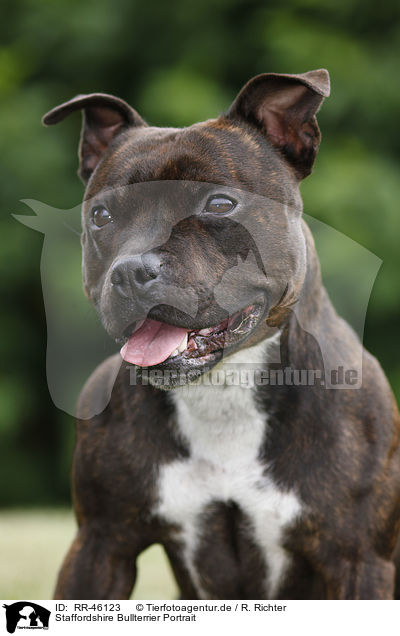 Staffordshire Bullterrier Portrait / RR-46123