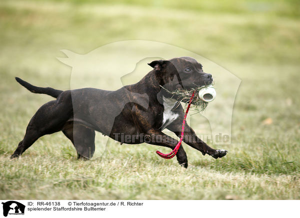 spielender Staffordshire Bullterrier / RR-46138