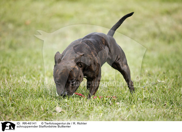 schnuppernder Staffordshire Bullterrier / RR-46141
