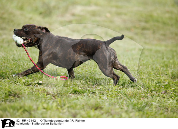 spielender Staffordshire Bullterrier / playing Staffordshire Bullterrier / RR-46142
