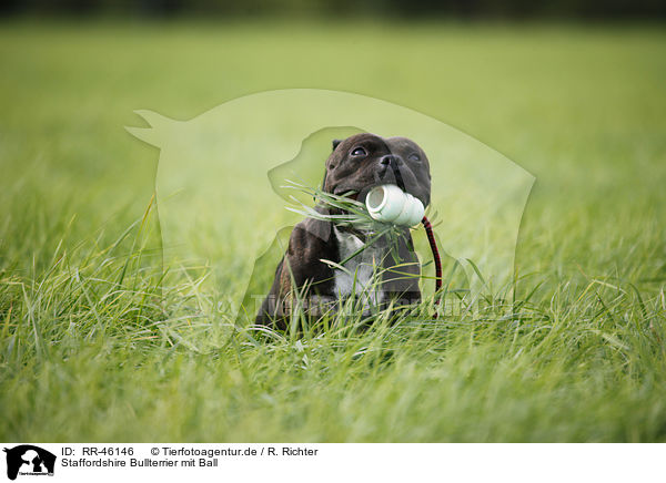 Staffordshire Bullterrier mit Ball / Staffordshire Bullterrier with ball / RR-46146