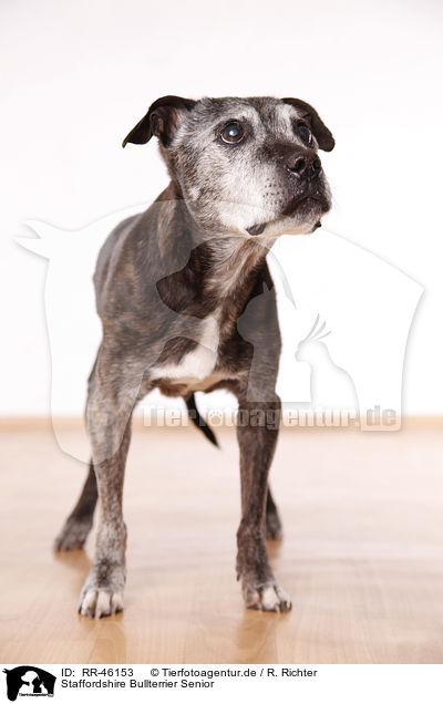 Staffordshire Bullterrier Senior / RR-46153