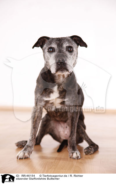 sitzender Staffordshire Bullterrier / RR-46154