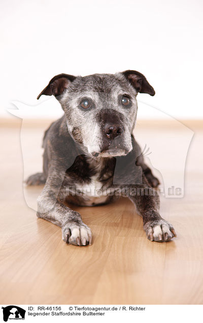 liegender Staffordshire Bullterrier / RR-46156