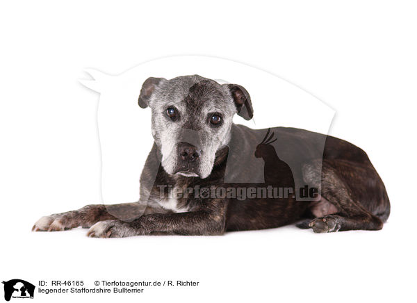 liegender Staffordshire Bullterrier / lying Staffordshire Bullterrier / RR-46165