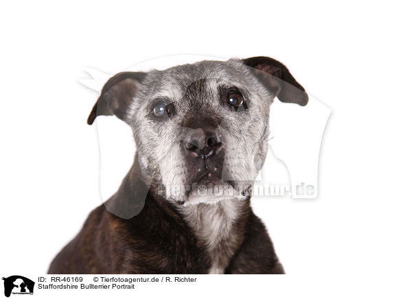 Staffordshire Bullterrier Portrait / RR-46169