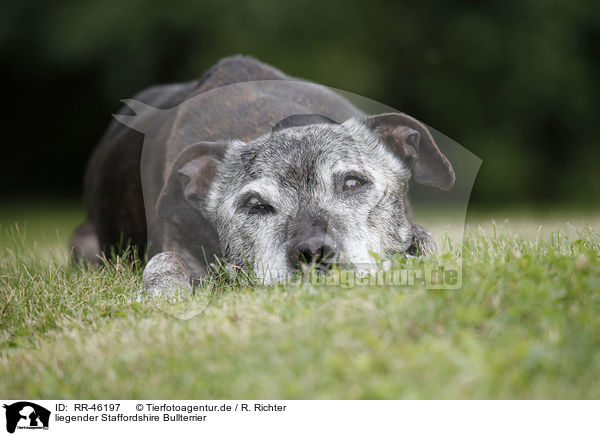 liegender Staffordshire Bullterrier / lying Staffordshire Bullterrier / RR-46197