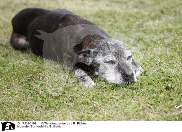 liegender Staffordshire Bullterrier / lying Staffordshire Bullterrier / RR-46198