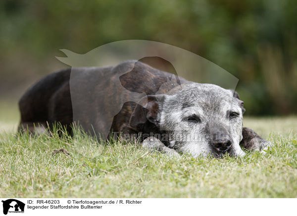 liegender Staffordshire Bullterrier / RR-46203