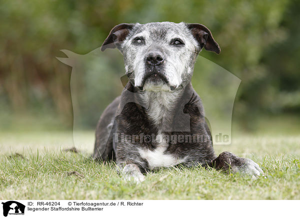 liegender Staffordshire Bullterrier / lying Staffordshire Bullterrier / RR-46204