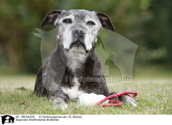liegender Staffordshire Bullterrier / lying Staffordshire Bullterrier / RR-46205
