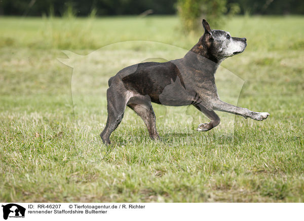 rennender Staffordshire Bullterrier / running Staffordshire Bullterrier / RR-46207