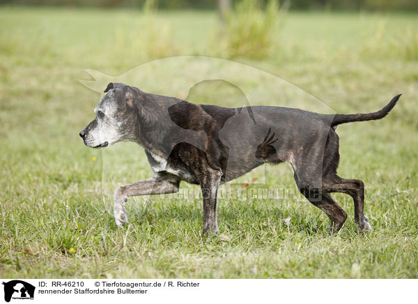 rennender Staffordshire Bullterrier / running Staffordshire Bullterrier / RR-46210