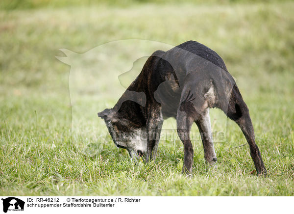schnuppernder Staffordshire Bullterrier / snuffling Staffordshire Bullterrier / RR-46212