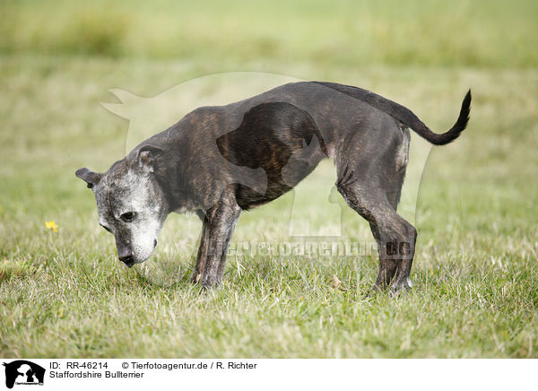 Staffordshire Bullterrier / Staffordshire Bullterrier / RR-46214