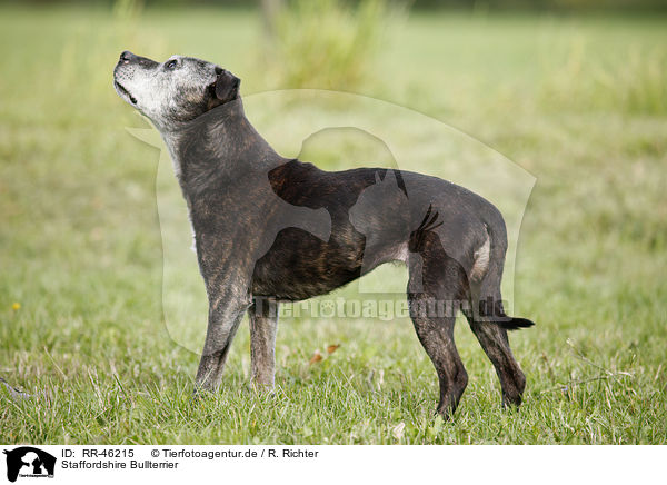 Staffordshire Bullterrier / RR-46215
