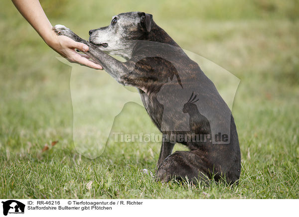 Staffordshire Bullterrier gibt Pftchen / Staffordshire Bullterrier gives paw / RR-46216