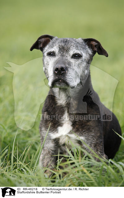 Staffordshire Bullterrier Portrait / Staffordshire Bullterrier Portrait / RR-46218