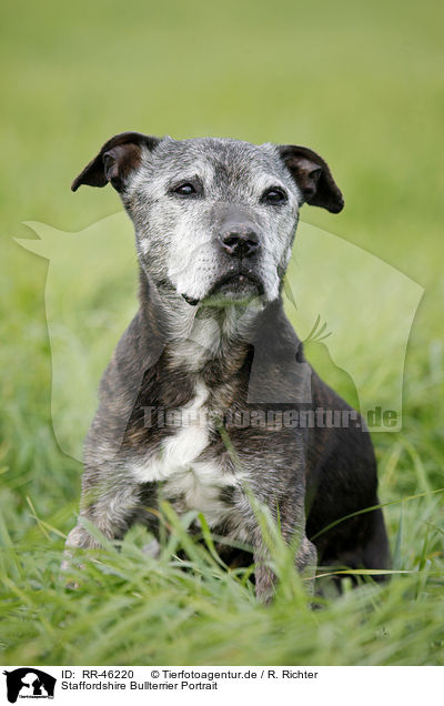 Staffordshire Bullterrier Portrait / RR-46220