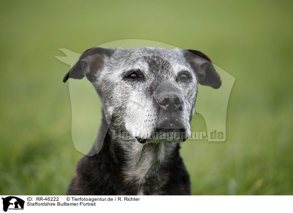 Staffordshire Bullterrier Portrait / Staffordshire Bullterrier Portrait / RR-46222