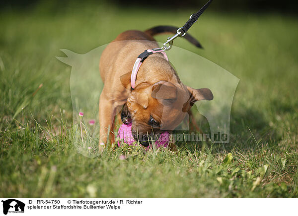 spielender Staffordshire Bullterrier Welpe / playing Staffordshire Bullterrier Puppy / RR-54750