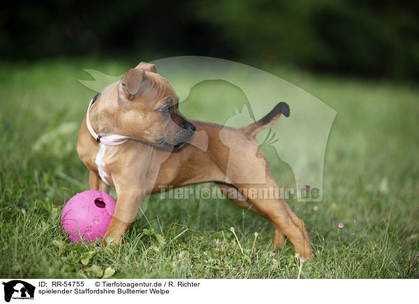 spielender Staffordshire Bullterrier Welpe / RR-54755