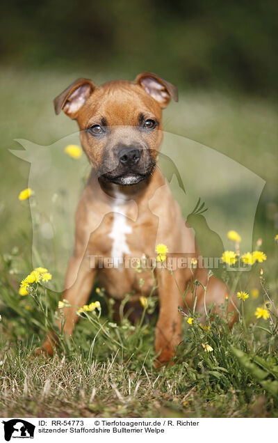 sitzender Staffordshire Bullterrier Welpe / RR-54773