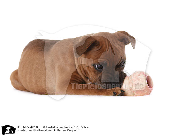spielender Staffordshire Bullterrier Welpe / RR-54818