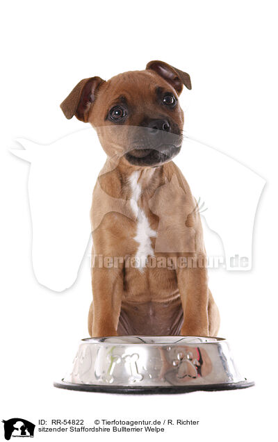 sitzender Staffordshire Bullterrier Welpe / sitting Staffordshire Bullterrier puppy / RR-54822