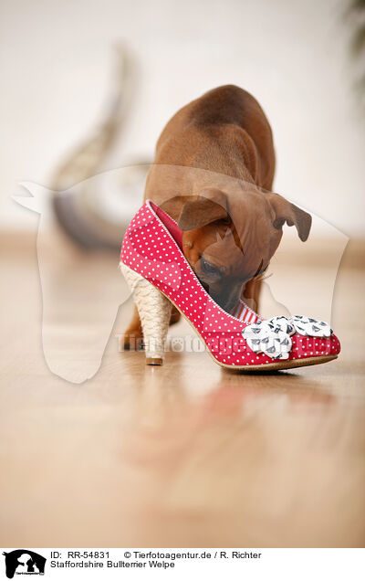 Staffordshire Bullterrier Welpe / RR-54831