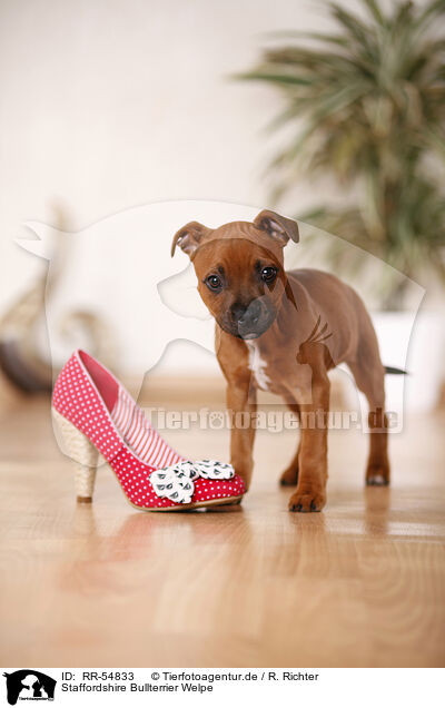Staffordshire Bullterrier Welpe / RR-54833