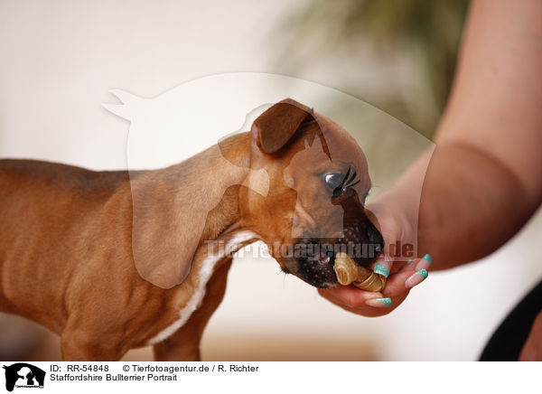 Staffordshire Bullterrier Portrait / Staffordshire Bullterrier Portrait / RR-54848