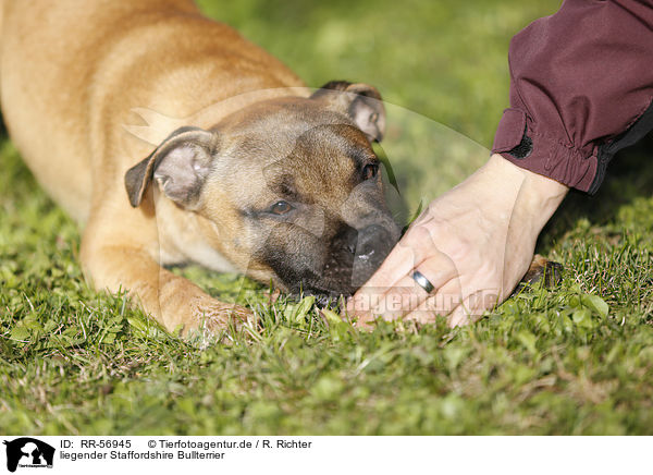 liegender Staffordshire Bullterrier / lying Staffordshire Bullterrier / RR-56945