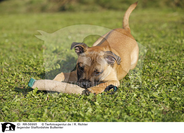liegender Staffordshire Bullterrier / lying Staffordshire Bullterrier / RR-56995