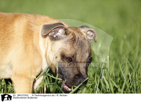 Staffordshire Bullterrier / Staffordshire Bull Terrier / RR-57000