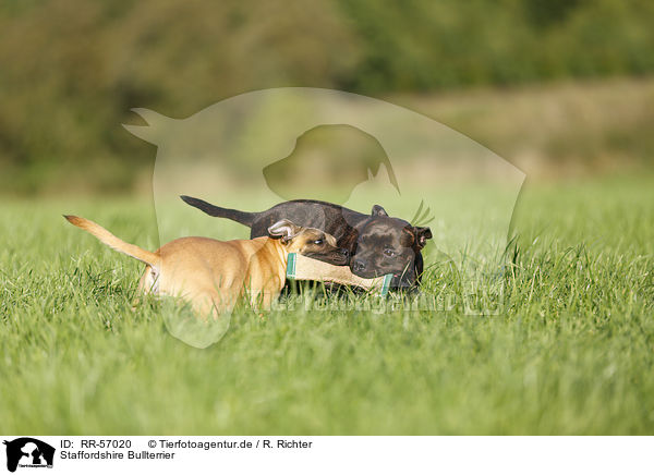 Staffordshire Bullterrier / Staffordshire Bull Terriers / RR-57020
