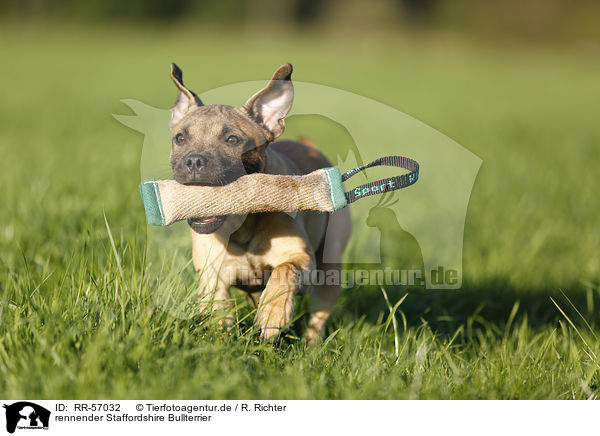 rennender Staffordshire Bullterrier / running Staffordshire Bullterrier / RR-57032