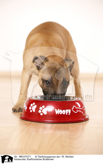 trinkender Staffordshire Bullterrier / drinking Staffordshire Bull Terrier / RR-57071